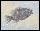 Cockerellites (Priscacara) Fossil Fish - Wyoming #51063-1